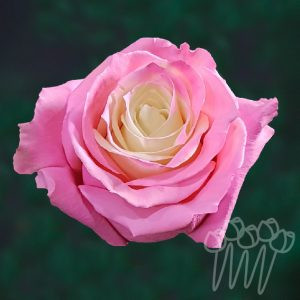 AS 52-Light pink fairy
